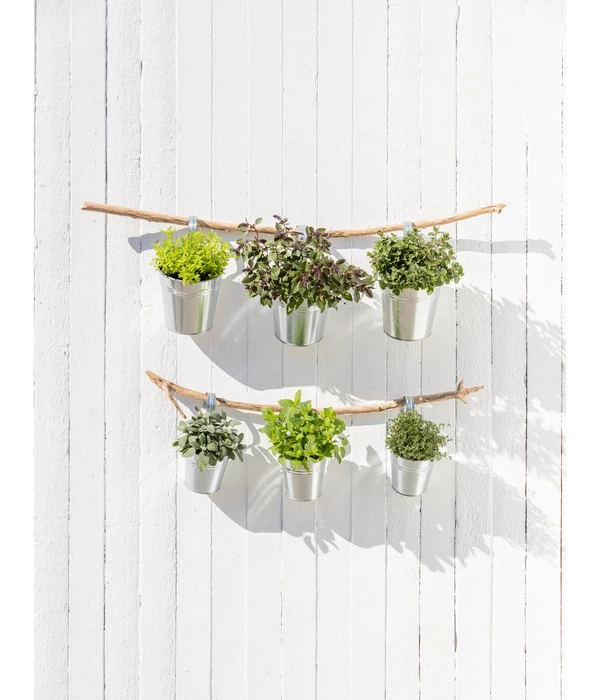 Dehner Gourmet Garten Zitronenmelisse 2 Dehner Gourmet Garten Zitronenmelisse – Bild 2