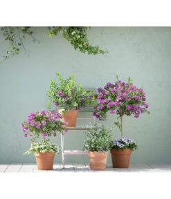 Kreuzblume, Stämmchen -Gardena Store 20190418 PR MO 01 KuebelpflanzenPolygalaEucalyptus GC05 01