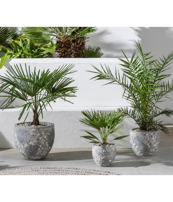 Hanfpalme 3 Hanfpalme – Bild 3