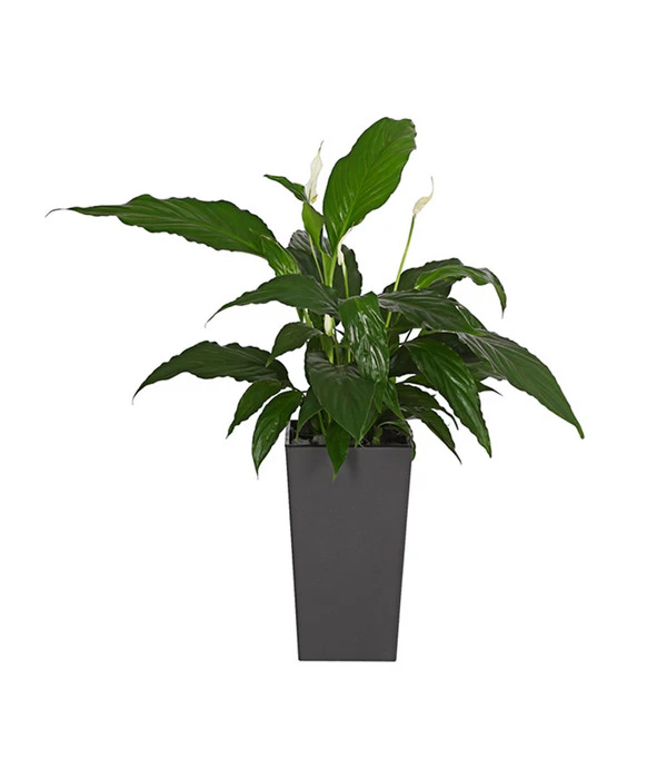 Dehner Kunststoff-Topf Elise, Konisch, Glänzend, Inkl. Bewässerungssystem 2 Dehner Kunststoff-Topf Elise, Konisch, Glänzend, Inkl. Bewässerungssystem – Bild 2