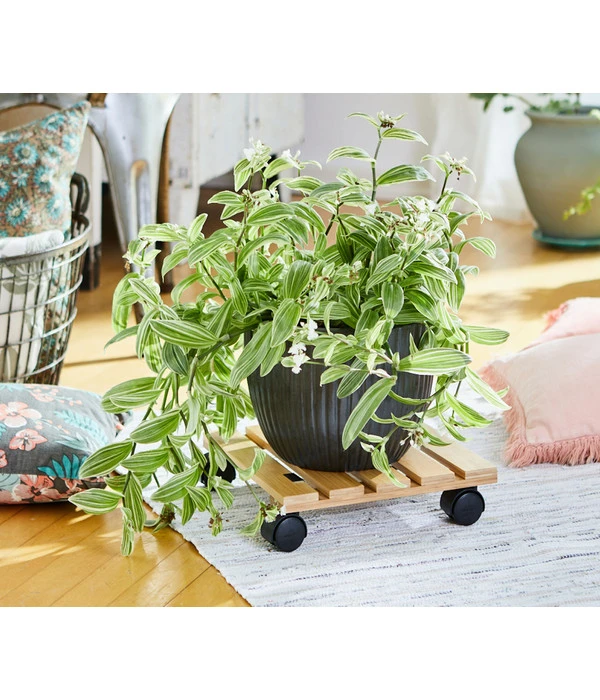 Wagner Pflanzroller Bambus, 29 X 29 Cm 2 Wagner Pflanzroller Bambus, 29 X 29 Cm – Bild 2