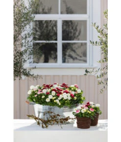 Zink-Wanne Mit Holzgriffen, Rund, Silber 5 Zink-Wanne Mit Holzgriffen, Rund, Silber -Gardena Store 323683 323717 WE MO 002 ZinkWannemitHolzgriffenrundsilber