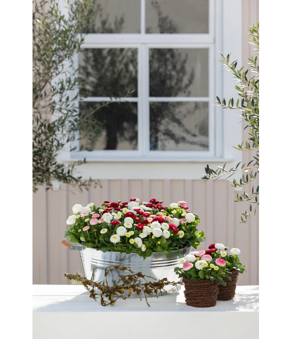 Zink-Wanne Mit Holzgriffen, Rund, Silber 3 Zink-Wanne Mit Holzgriffen, Rund, Silber – Bild 3