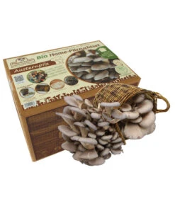 Neue Veröffentlichungen 7 Pilzmännchen Bio Pilzzuchtset Austernpilz