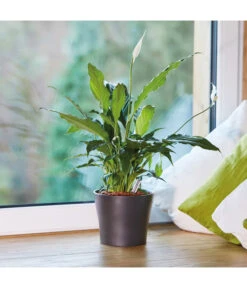 Seramis Pflanz-Granulat Für Zimmerpflanzen -Gardena Store 394643 WE MO 004 SeramisPflanzgranulat 394650 394668 396721