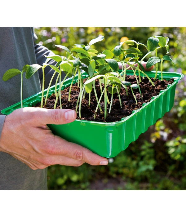 Dehner Zimmergewächshaus, 36 X 22 X 13 Cm 2 Dehner Zimmergewächshaus, 36 X 22 X 13 Cm – Bild 2