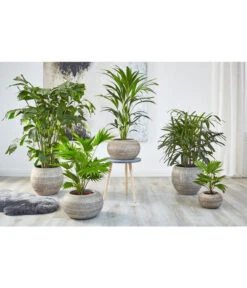 Fischschwanzpalme - Caryota Mitis 5 Fischschwanzpalme - Caryota Mitis -Gardena Store 4023768 PR MO 001 TopfNewLookPalmen