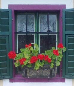 Roto Kunststoff-Pflanzkasten Planika, Rechteckig, Dunkelgrau, Ca. B49,5/H18,5/T20,5 Cm -Gardena Store 4145769 WE MO 002 RotoKastenPlanika