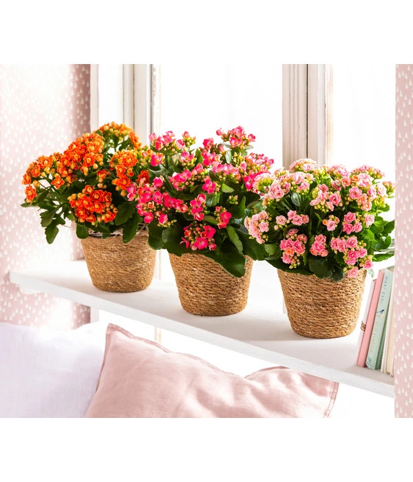 Dehner Seegras-Korb Igmar, Konisch 2 Dehner Seegras-Korb Igmar, Konisch – Bild 2