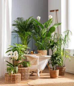 Dehner Seegras-Korb Igmar, Konisch 9 Dehner Seegras-Korb Igmar, Konisch -Gardena Store 4440343 4439022 4438990 WE MO 002 IgmarBraun 1