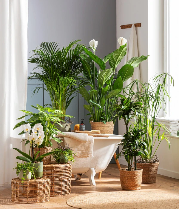 Dehner Seegras-Korb Igmar, Konisch 3 Dehner Seegras-Korb Igmar, Konisch – Bild 3