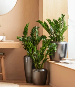 Dehner Keramik-Vase Lissabon Mit LECHUZA® Bewässerungssystem, Konisch -Gardena Store 4448833 WE MO 001 LissbonKeramik Content