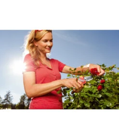 Wolf-Garten Wolf Gartenschere RR 4000 -Gardena Store 5174222 MO 002 GARTENSCHERERR4000