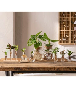 Waterplant Balsamapfel Im Kugelglas - Clusia Rosea 'Princess', Mit LED -Gardena Store 6125066 WE MO 001 WaterPlants 1