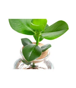 Waterplant Balsamapfel Im Kugelglas - Clusia Rosea 'Princess', Ca. 30 Cm -Gardena Store 6125082 WE DE 001 WaterPlantsClusia12cm