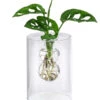 Waterplant Fensterblatt Im Glas - Monstera Adansonii, Ca. 30 Cm