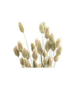 Trockenblumenbund Glanzgras, Natur -Gardena Store 6491690 PR DE 001 GlanzgrasnaturBund DehnerExpressHerzig