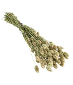 Trockenblumenbund Glanzgras, Natur