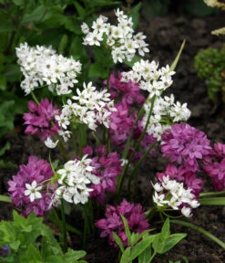 Dehner Blumenzwiebel 5 Monate Blütenpracht, 200 Stk. -Gardena Store 6617286 WE MO 002 DehnerBlumenzwiebel5MonateBlumenpaket