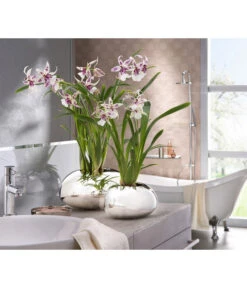 Scheurich Keramik-Übertopf Mirror Silver, Oval, Silber, Ca. B29/H14/T23 Cm -Gardena Store 6642029 PR MO 001 OrchideentopfMirrorSilber