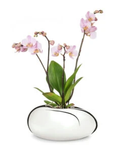 Scheurich Keramik-Übertopf Mirror Silver, Oval, Silber, Ca. B29/H14/T23 Cm -Gardena Store 6642029 WE FS 002 OrchideentopfMirrorSilber