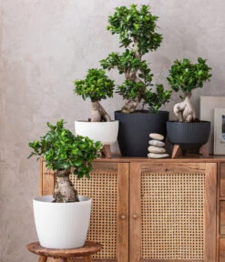 Dehner Kunststoff-Schale Roma, Rund, Ca. Ø24/H15 Cm -Gardena Store 6699870 WE MO 001 KunststoffTopfMagnoliaRoma