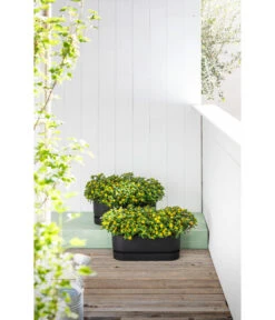 Elho Kunststoff-Topf Greenville, Ca. B20/B18/T49 Cm -Gardena Store 6768964 WE MO 002 ElhoKunststoffTopfGreenville