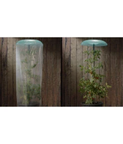 KHW Tomatenhut -Gardena Store 6818819 WE DE 001 Tomatenhut 2erSet