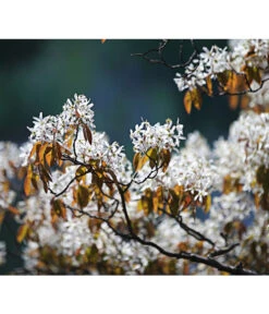 Kupfer-Felsenbirne -Gardena Store 7042427 PR MO 001 AmelanchierLamarckDehnerExpressHerzig