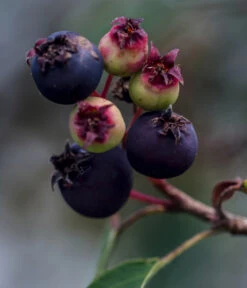 Kupfer-Felsenbirne -Gardena Store 7042450 WE DE 003 AmelanchierFelsenbirne