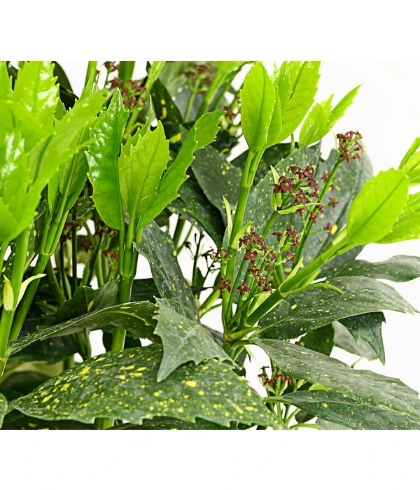 Dehner Japanische Aukube 'Variegata' 1 Dehner Japanische Aukube 'Variegata'