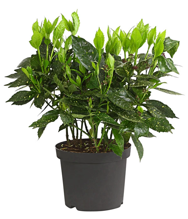 Dehner Japanische Aukube 'Variegata' 2 Dehner Japanische Aukube 'Variegata' – Bild 2