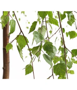 Trauer-Birke 'Youngii' -Gardena Store 7075419 WE DE 001 BetulaPendulaYoungiiTrauerBirke15LDehnerExpressHerzig