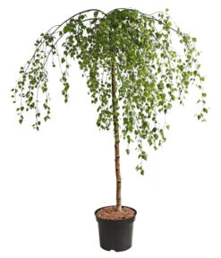 Trauer-Birke 'Youngii'