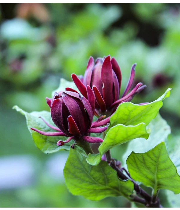 Roter Gewürzstrauch 4 Roter Gewürzstrauch – Bild 4