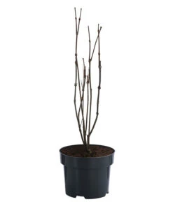 Roter Gewürzstrauch 6 Roter Gewürzstrauch -Gardena Store 7085632 WE FS 001 CalycanthusFloridusGewuerzstrauch3L