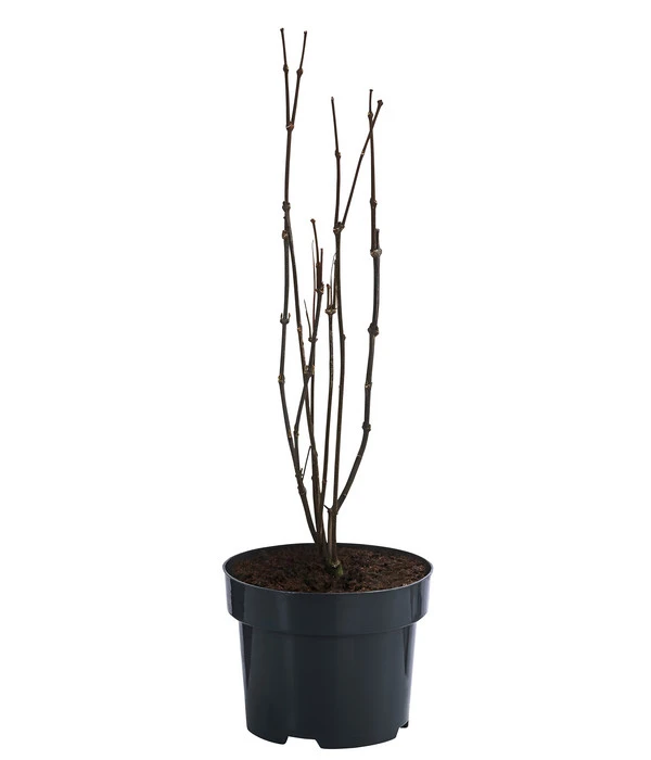 Roter Gewürzstrauch 3 Roter Gewürzstrauch – Bild 3