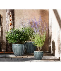 Bartblume 'Blue Knight' -Gardena Store 7090863 7302631 WE MO 001 Blauraute Bartblume