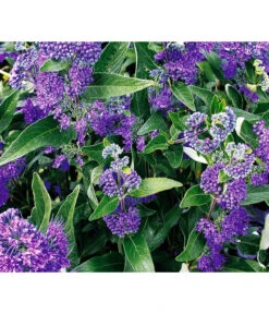 Bartblume 'Blue Knight' -Gardena Store 7090863 WE DE 001 CaryopterisClandonensisBartblume2120 CaryopterisDarkKnight
