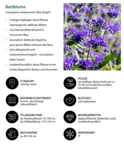 Bartblume 'Blue Knight' -Gardena Store 7090863 WE IG 002 Bartblume