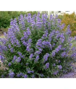 Bartblume 'Blue Knight' -Gardena Store 7091101 BildFS 001 BartblumeCaryopClanBlueBallon