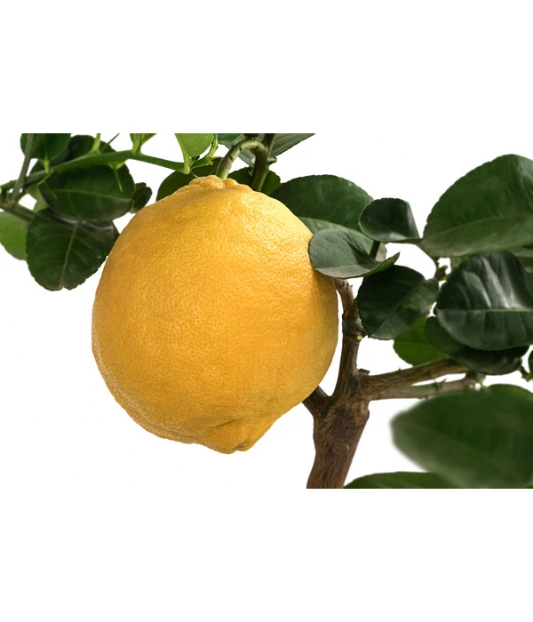 Kaiserzitrone 'Lipo' 3 Kaiserzitrone 'Lipo' – Bild 3