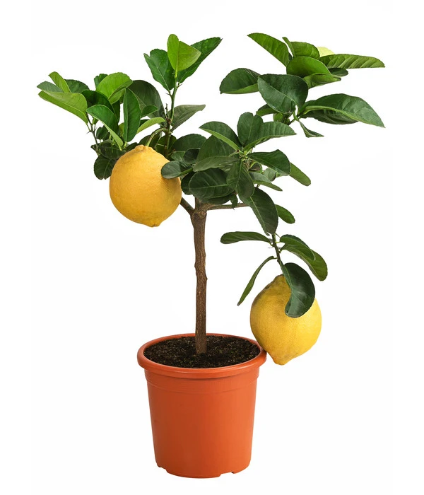 Kaiserzitrone 'Lipo' 1 Kaiserzitrone 'Lipo'