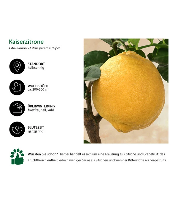 Kaiserzitrone 'Lipo' 2 Kaiserzitrone 'Lipo' – Bild 2