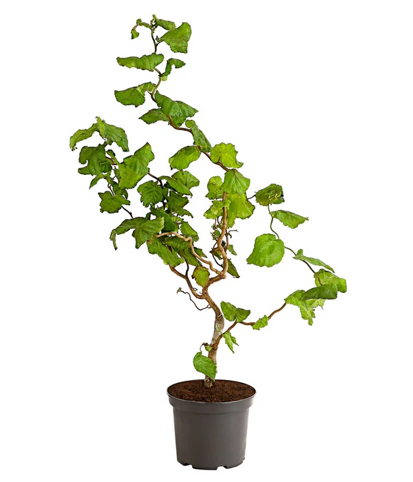 Korkenzieher-Hasel 'Contorta' 1 Korkenzieher-Hasel 'Contorta'