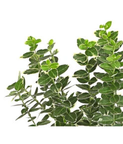 Spindelstrauch 'Emerald Gaiety' -Gardena Store 7177520 PR DE 001 EuonymusSpindelstrauchEmeraldGaiety13cmDehnerExpressHerzig