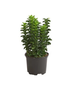 Säulen-Spindelstrauch 'Green Rocket'