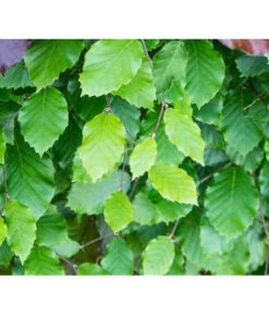 2,5 Meter Rotbuche, 5 X Ca. 175-200 Cm 7 2,5 Meter Rotbuche, 5 X Ca. 175-200 Cm -Gardena Store 7185077 FagusSylvaticaDetailLuckner