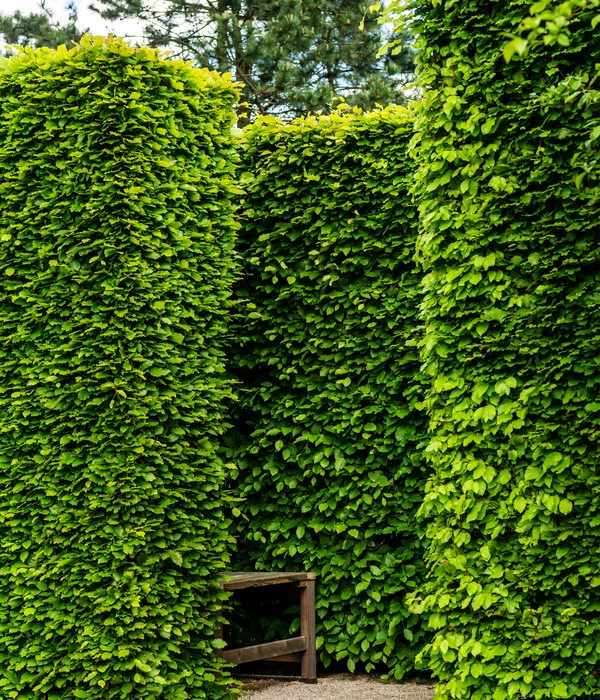 2,5 Meter Rotbuche, 5 X Ca. 175-200 Cm 3 2,5 Meter Rotbuche, 5 X Ca. 175-200 Cm – Bild 3