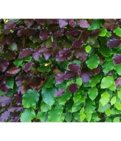 10 Meter Blutbuche ‘Purpurea‘, 50 X 100-125 Cm -Gardena Store 7185523 WE DE 001 FagusSylvaticaPurpureaRot